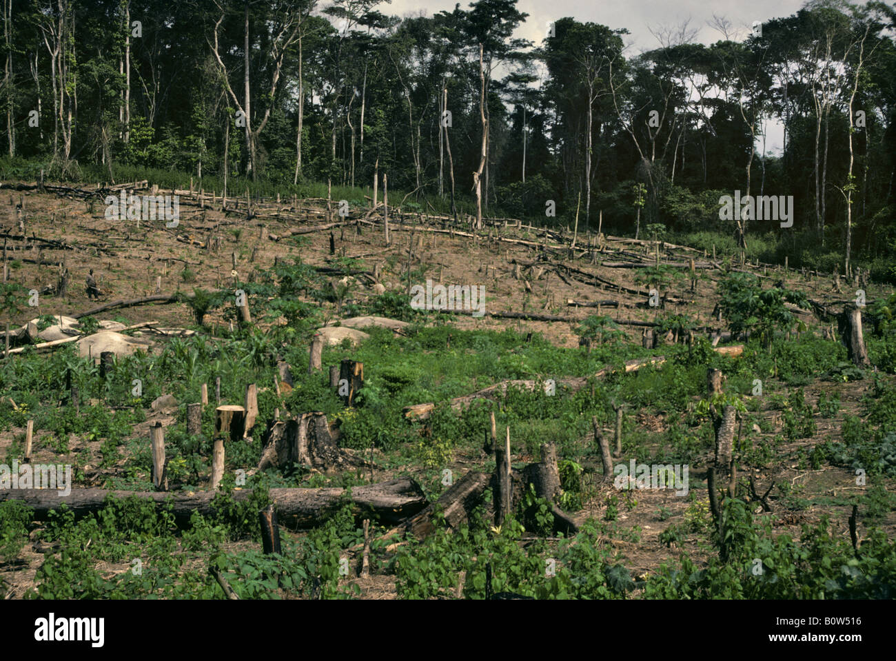 La parte occidentale della Costa d Avorio, Costa d'Avorio, in Africa occidentale. La deforestazione per legna da ardere. Foto Stock