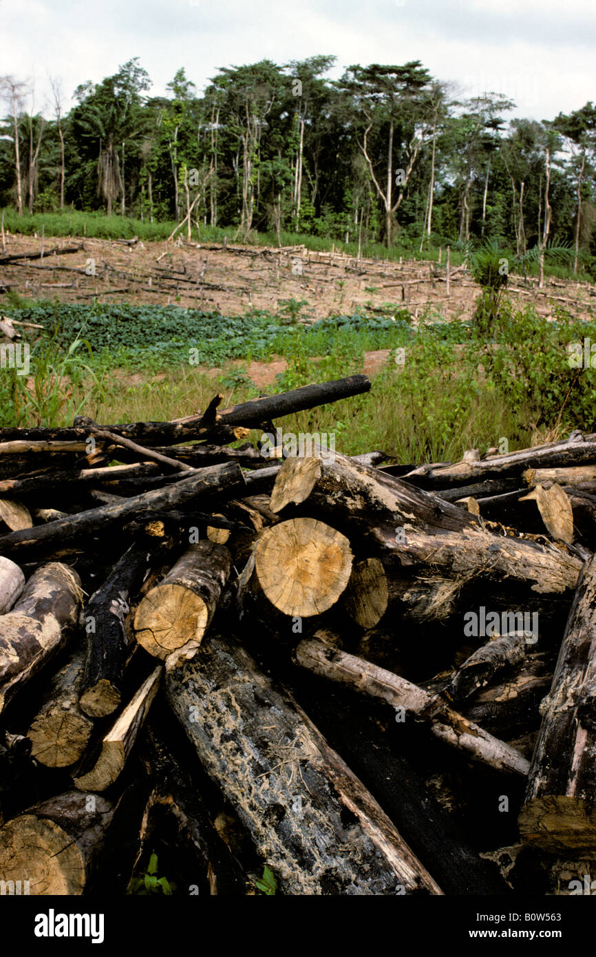 La parte occidentale della Costa d Avorio, Costa d'Avorio, in Africa occidentale. La deforestazione per legna da ardere. Foto Stock