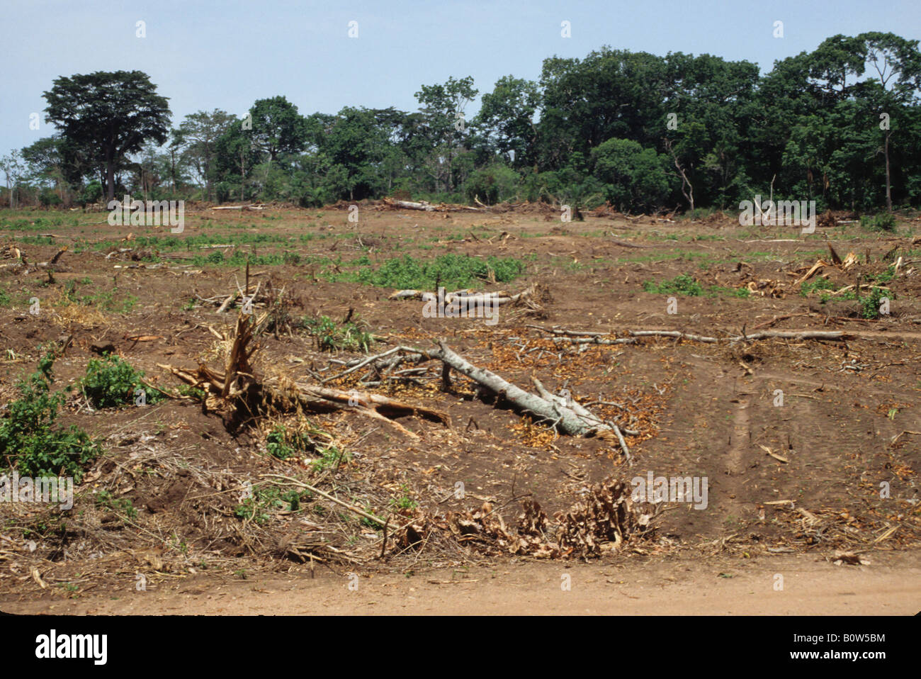 Ouassou, Central Costa d'Avorio, Costa d'Avorio, l'Africa occidentale. La deforestazione per produrre carbone di legna per l atelier di ceramica Foto Stock