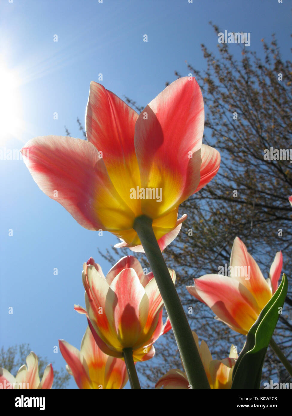 Basso livello colpo di un tulipano crescente al sole Foto Stock