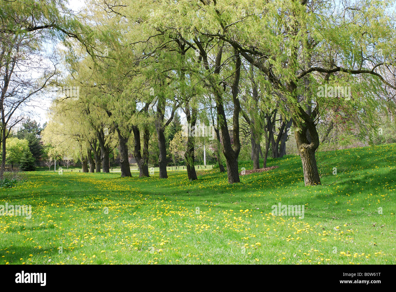 Paesaggio di alberi, erba verde con fiori di colore giallo. Foto Stock
