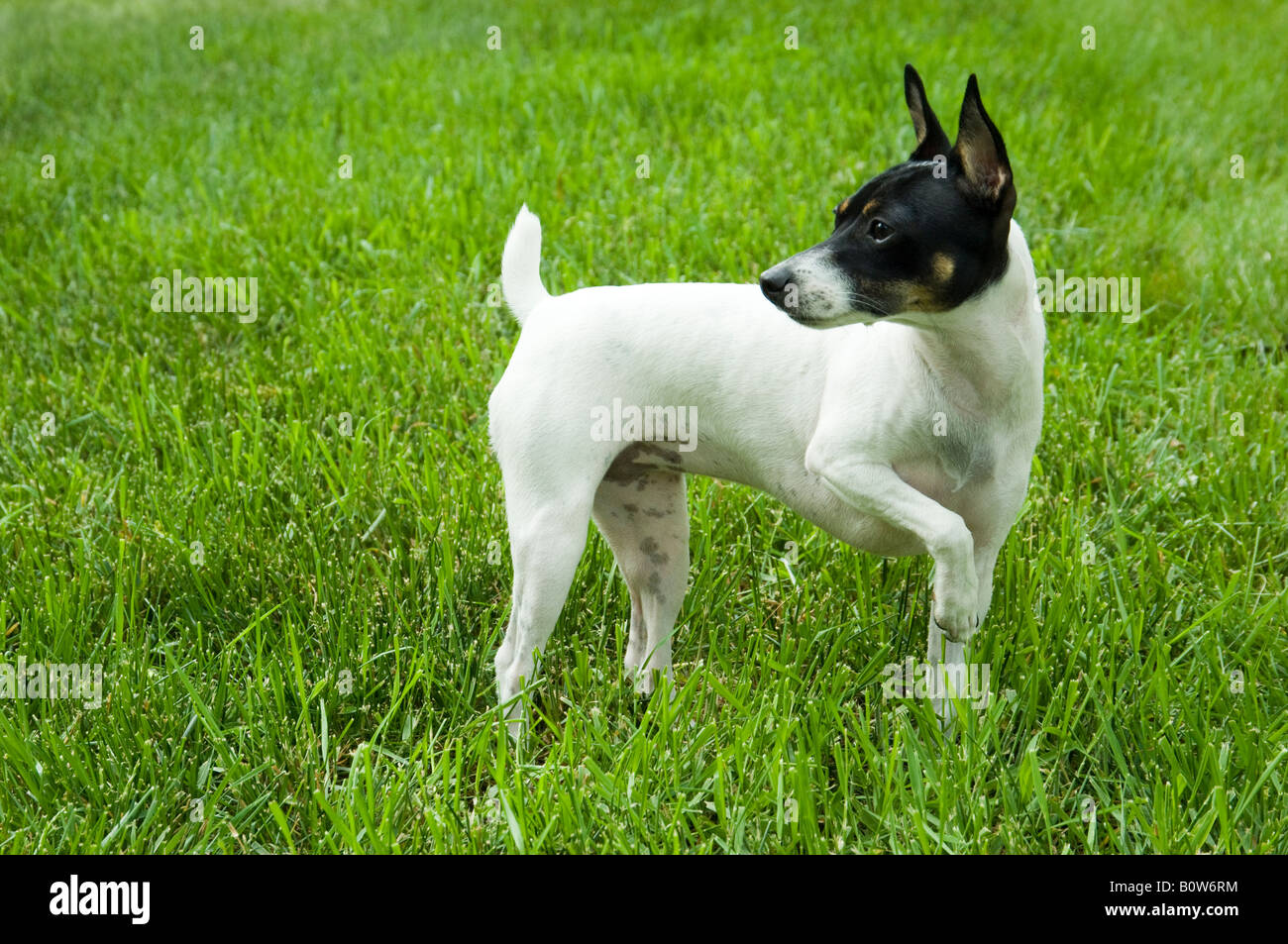 tiny fox terrier
