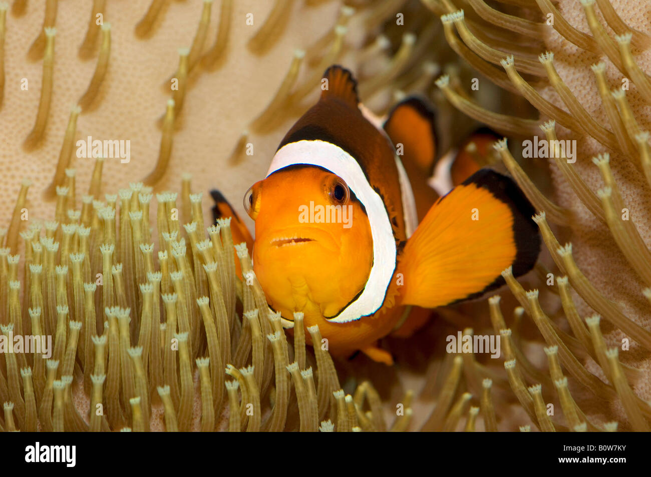 Ocellaris Clownfish (Amphiprion ocellaris) Foto Stock