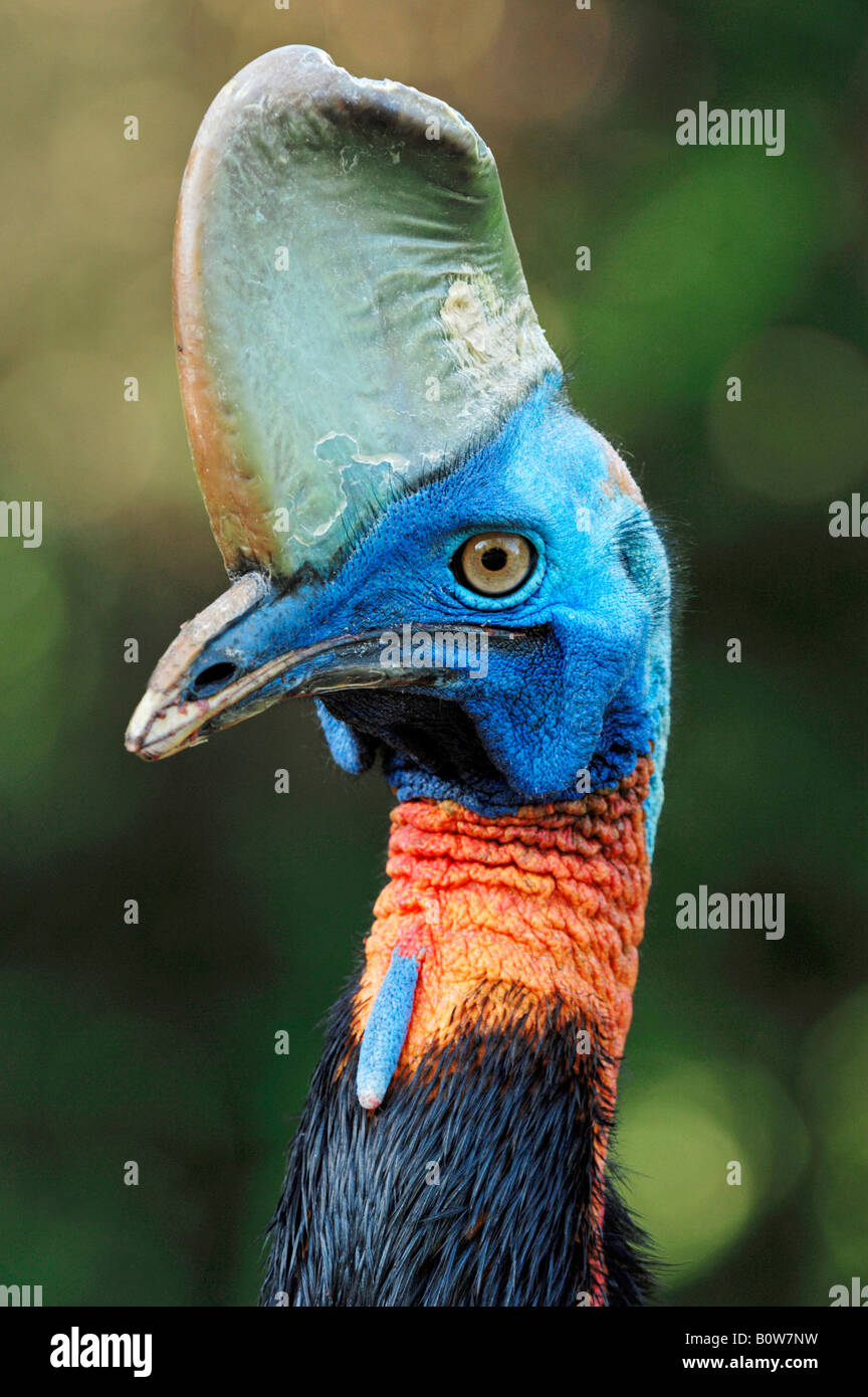 Il nord - o single-wattled Casuario (Casuarius unappendiculatus rufotinctus) Foto Stock