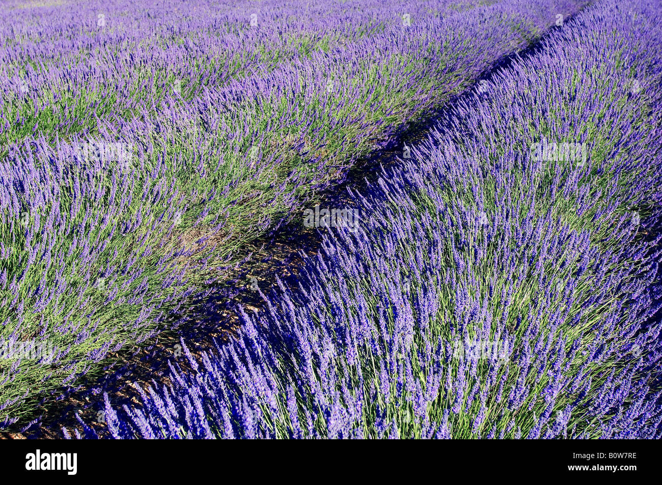 Lavanda in fiore (Lavendula angustifolia) in un campo, Provenza, Francia Meridionale, Europa Foto Stock