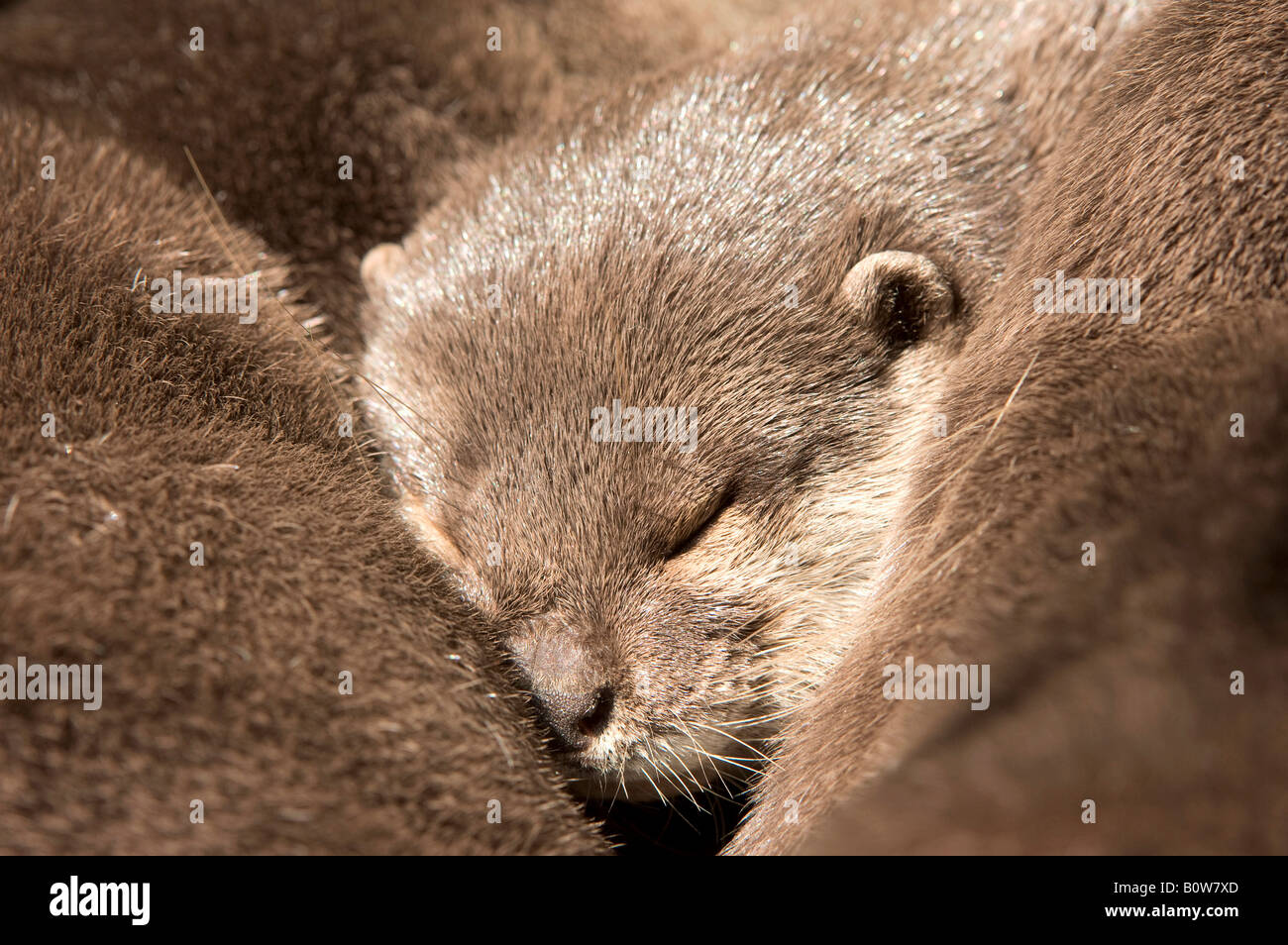 Asian Small artigliato lontra o Oriental Short-Clawed Lontra (Aonyx cinerea) Foto Stock