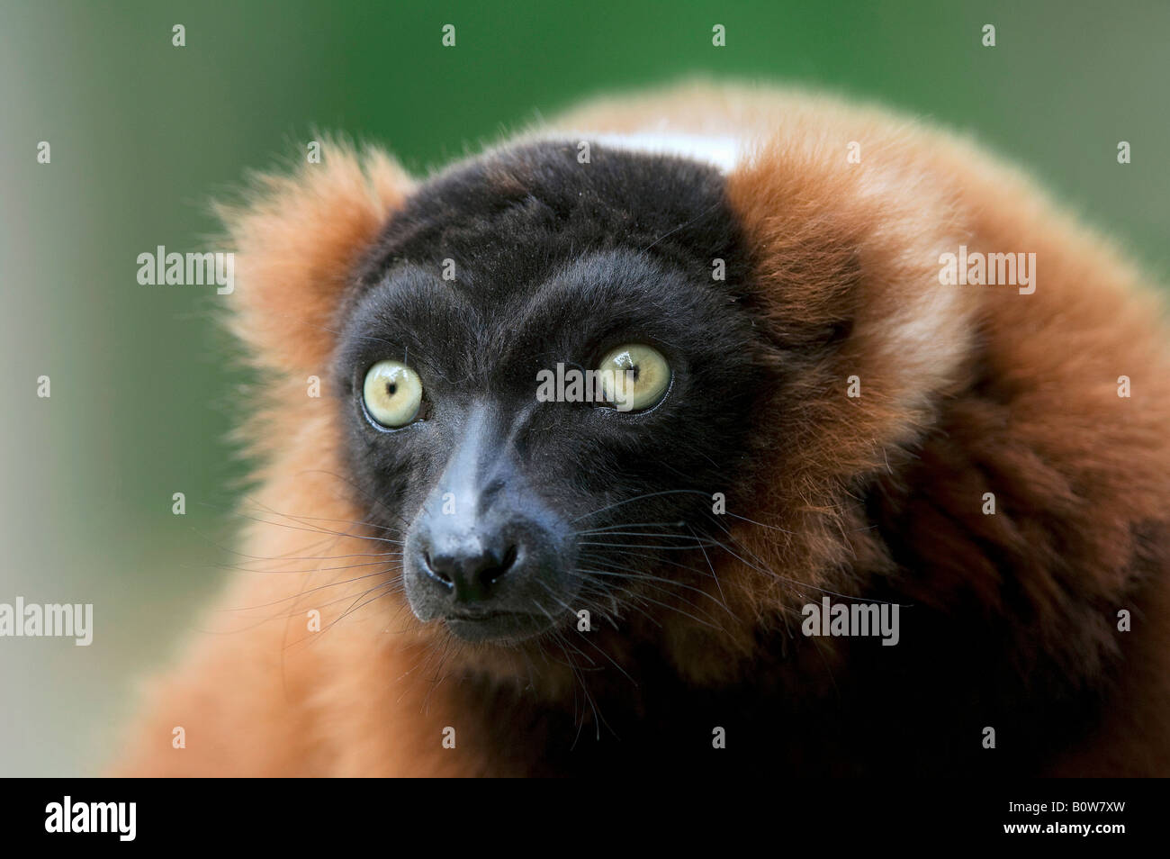 Rosso lemure Ruffed (Varecia variegata rubra) Foto Stock