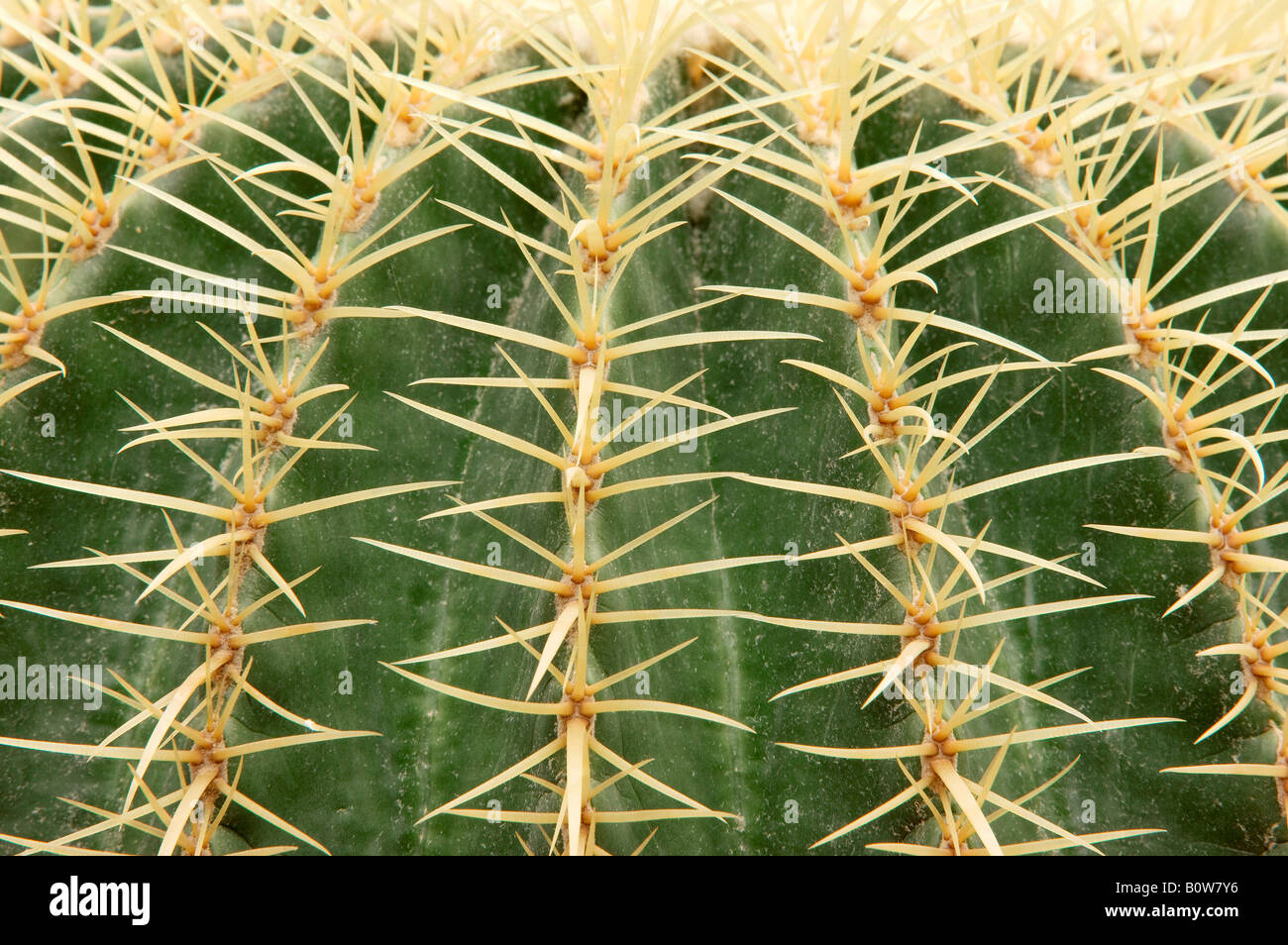 Golden Barrel Cactus, palla dorata o la madre-in-legge il cuscino (Echinocactus grusonii) Foto Stock