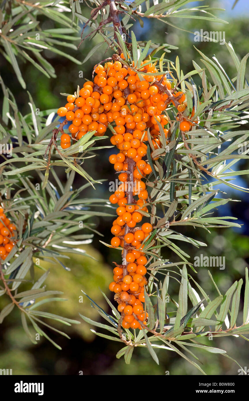 Bacche di olivello spinoso (Hippophae rhamnoides nota), il ramo con frutti di bosco Foto Stock