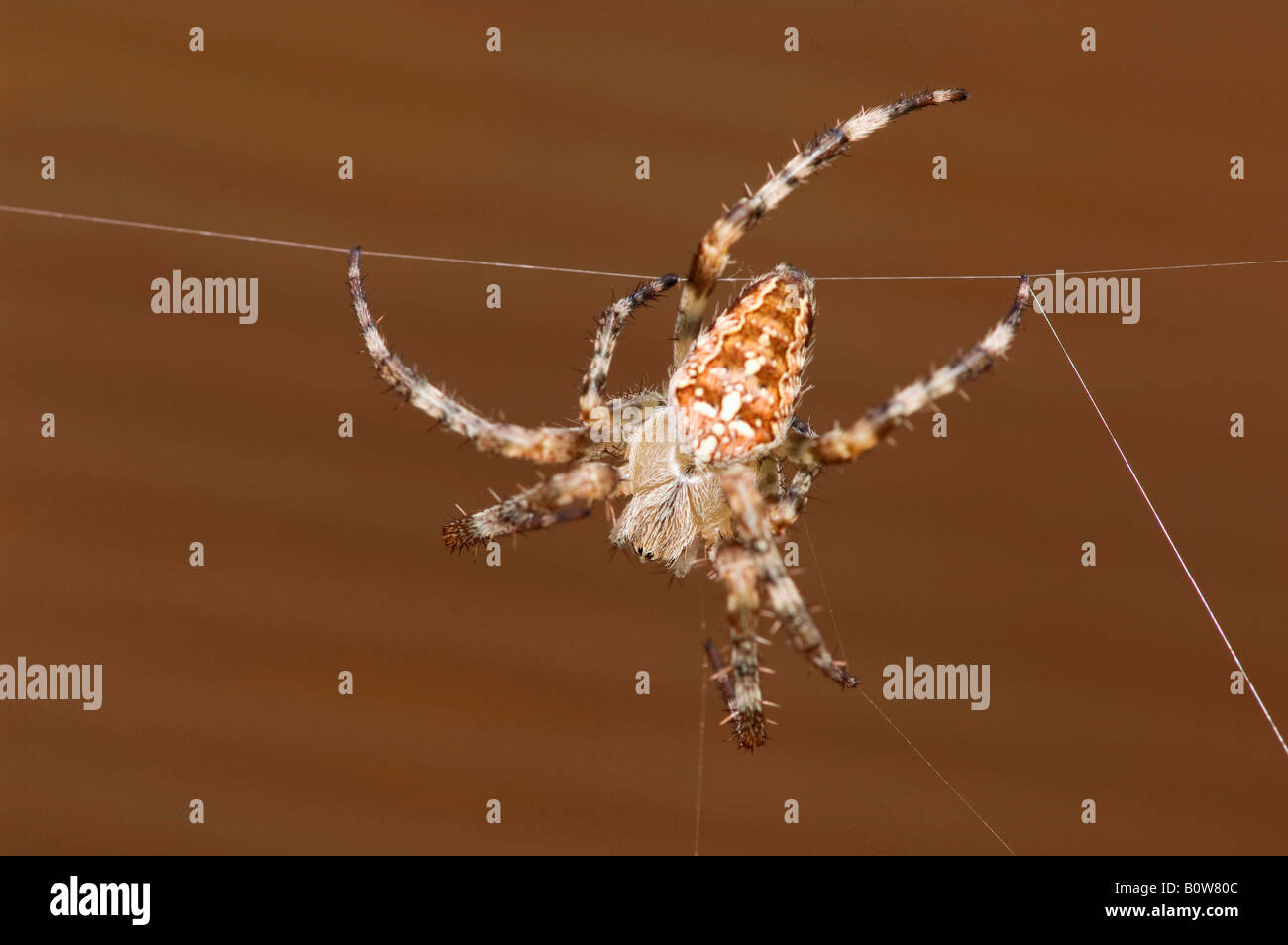 Croce Spider, Cross Orbweaver o giardino europeo Spider (Araneus diadematus) Foto Stock