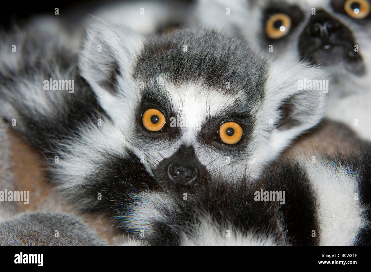 Anello di giovani-tailed Lemur (Lemur catta) Foto Stock