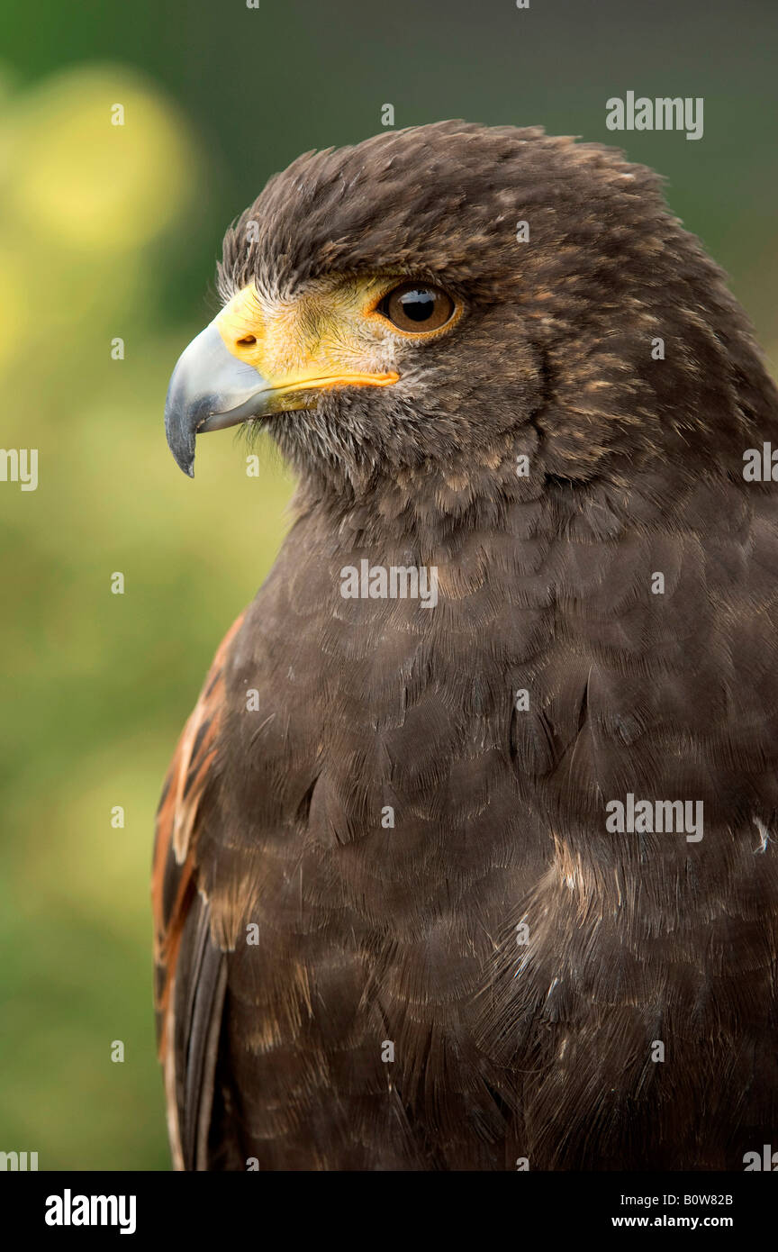 Harris Hawk o Bay-winged Hawk (Parabuteo unicinctus) Foto Stock