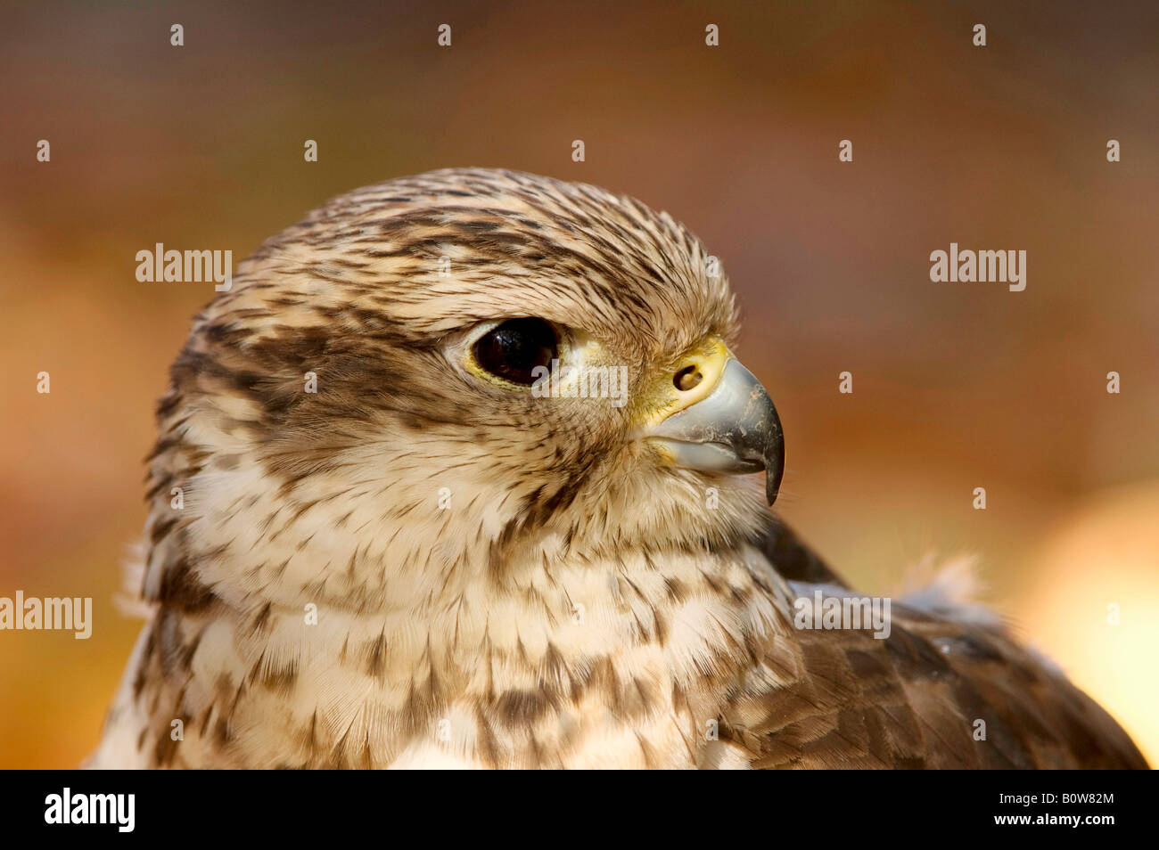 Saker Falcon (Falco cherrug) Foto Stock