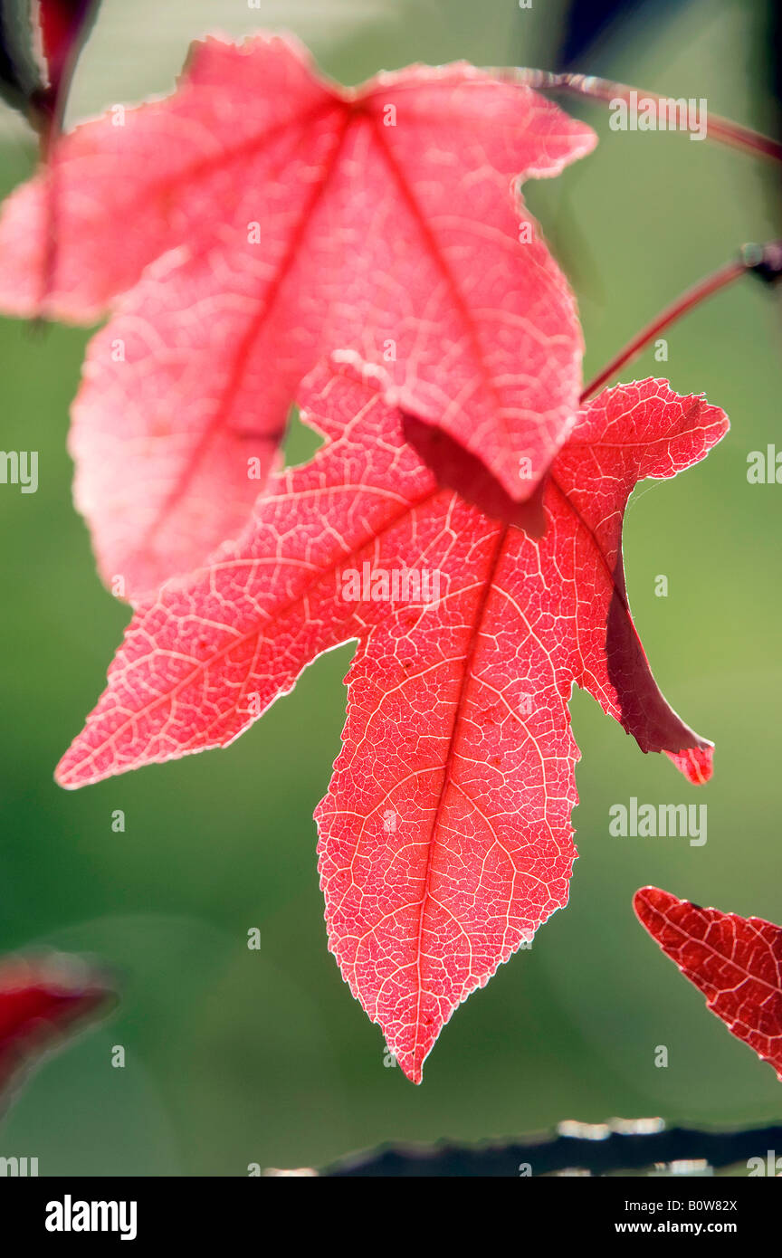 Dolce Gum Tree (Liquidambar styraciflua), le foglie in autunno Foto Stock