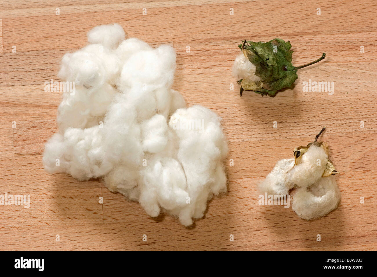 Il cotone (Gossypium herbaceum) Foto Stock