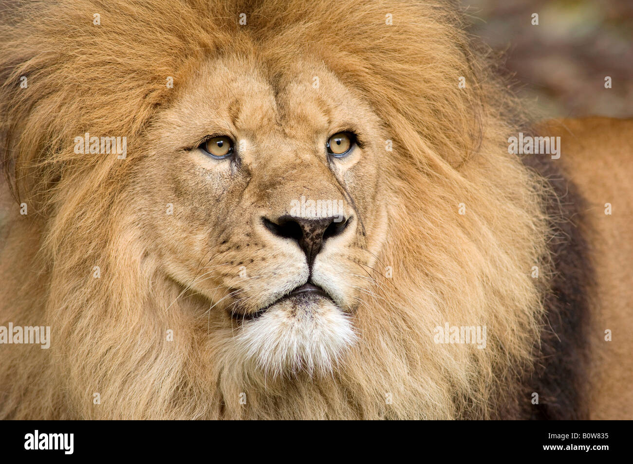 Lion (Panthera leo), maschio Foto Stock