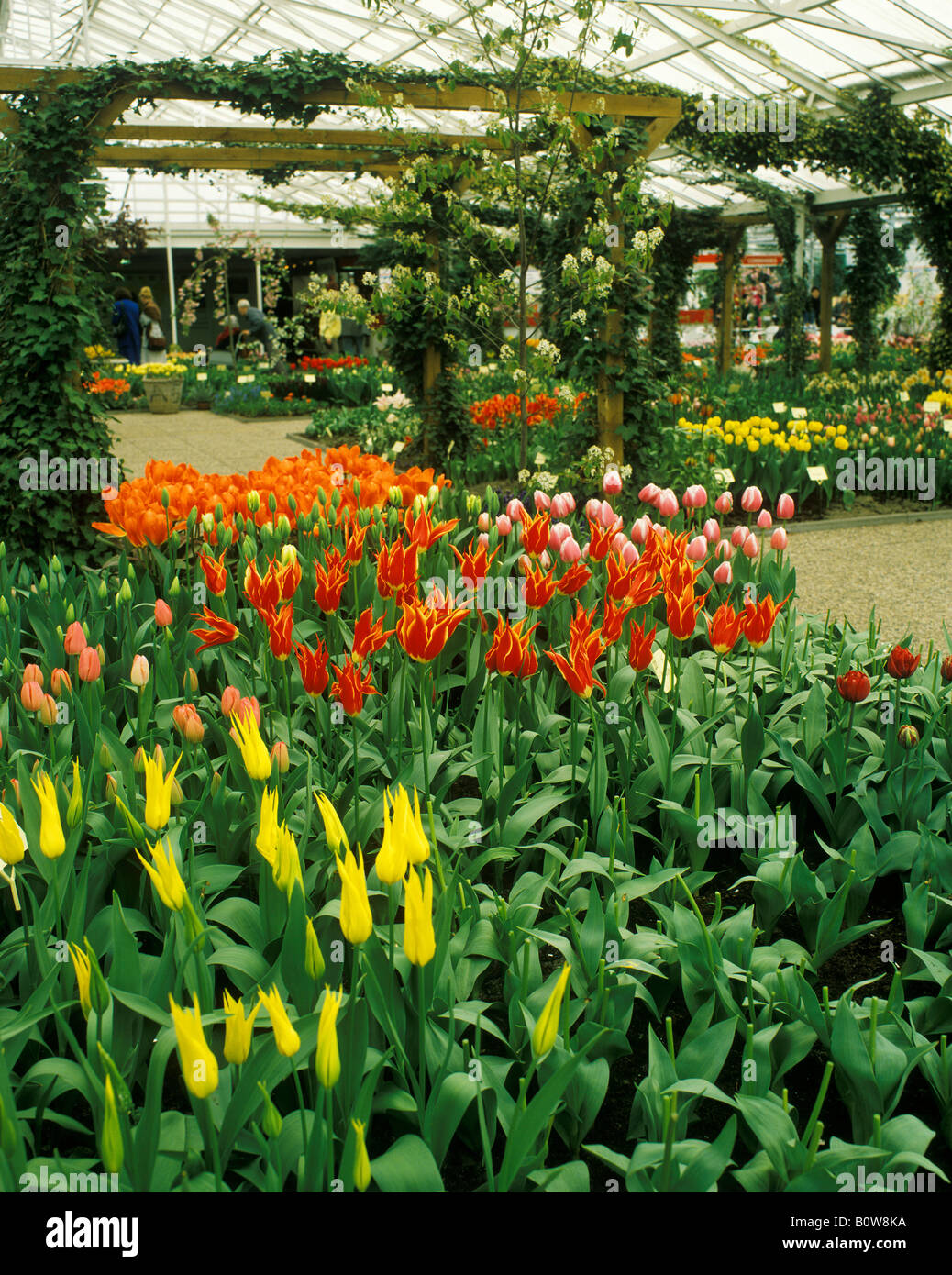 Tulip nursery, Holland, Paesi Bassi, Europa Foto Stock