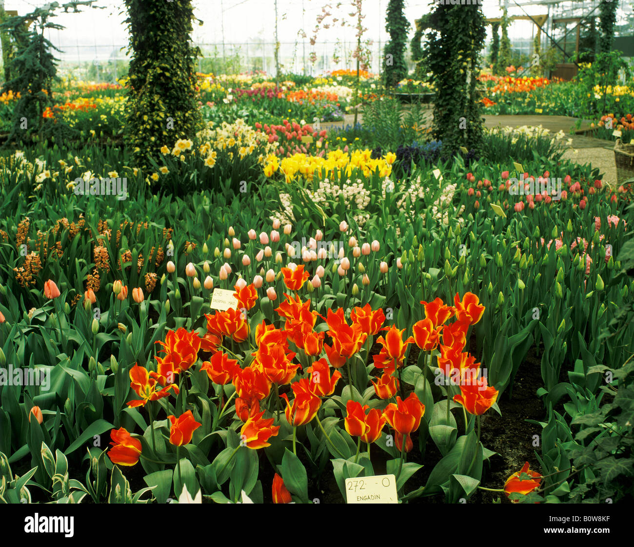 Tulip nursery, Holland, Paesi Bassi, Europa Foto Stock