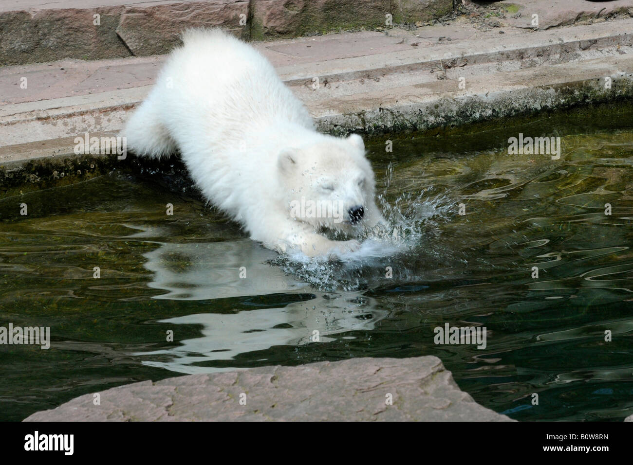 Flocke, polar bear cub (Ursus maritimus), giovani, femmina, Tierpark Norimberga, Zoo di Norimberga, Germania, Europa Foto Stock