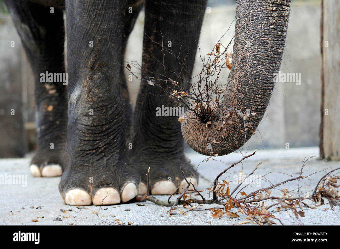 O asiatico Elefante asiatico (Elephas maximus), gambe, Tierpark, lo zoo, il Baden-Wuerttemberg, Germania, Europa Foto Stock