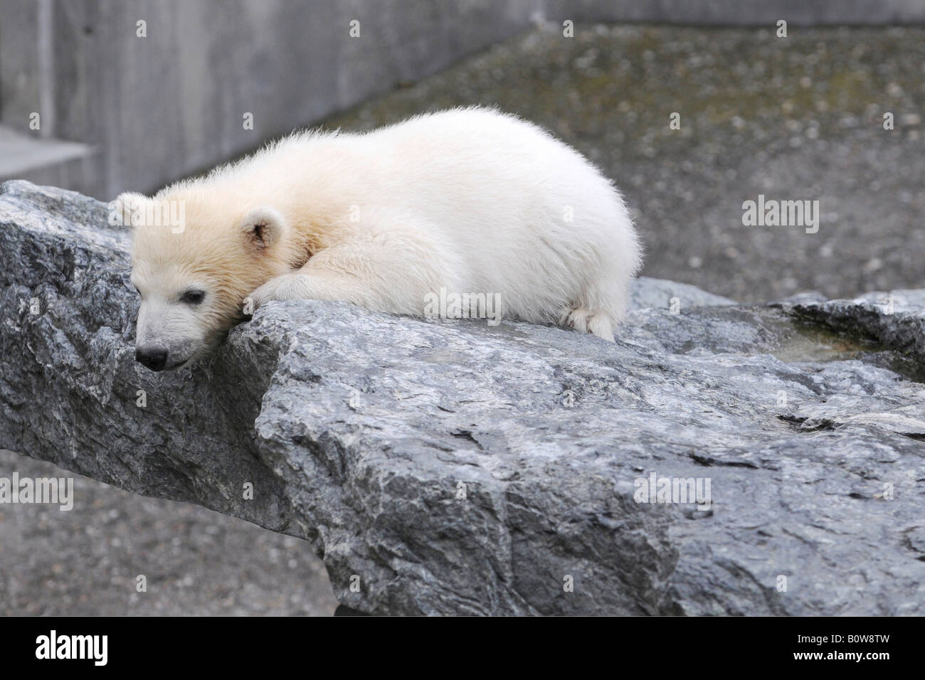 Wilbaer, polar bear cub (Ursus maritimus), giovane, Tierpark Stuttgart, Stuttgart Zoo, Germania, Europa Foto Stock