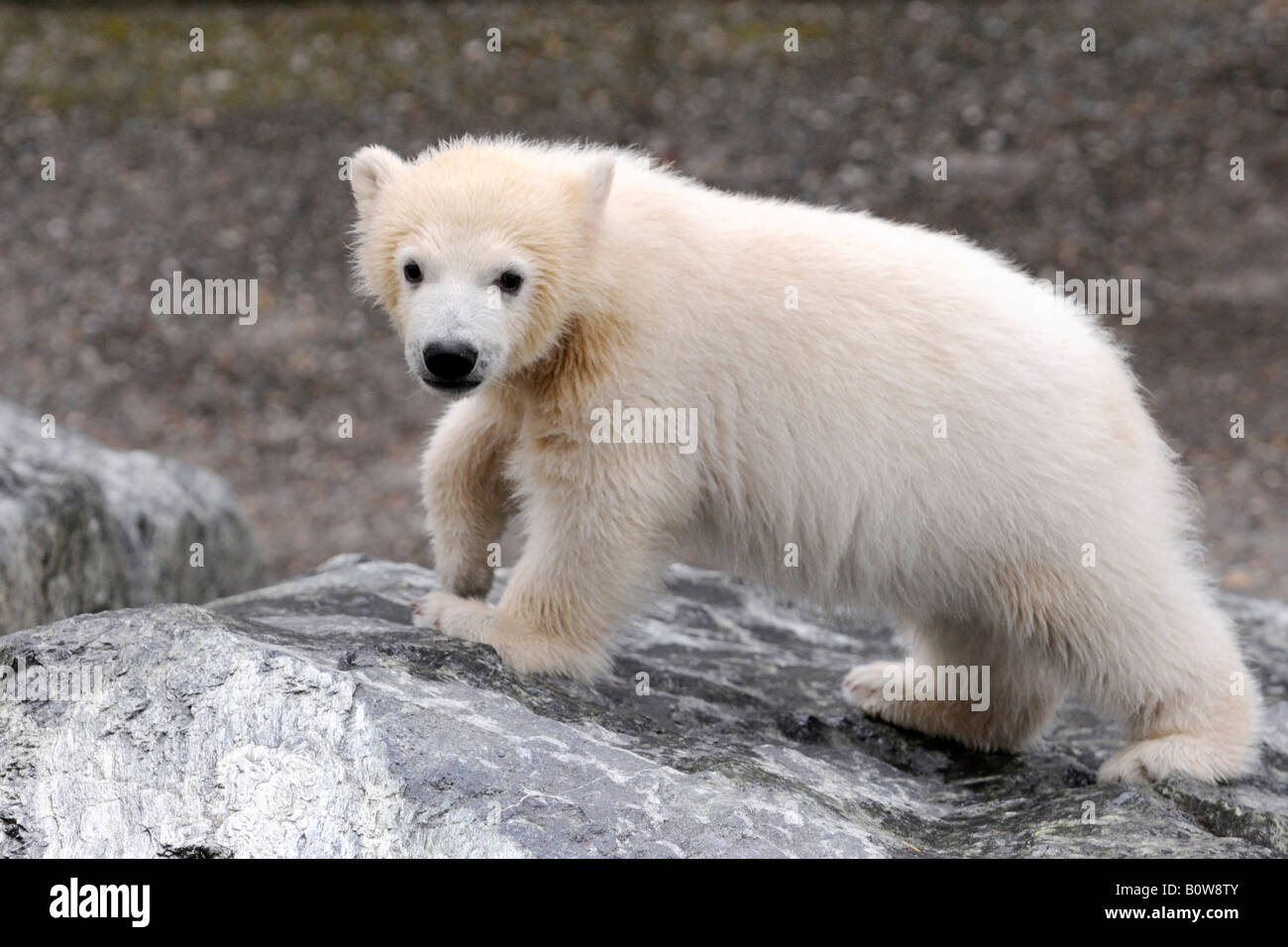 Wilbaer, polar bear cub (Ursus maritimus), giovane, Tierpark Stuttgart, Stuttgart Zoo, Germania, Europa Foto Stock