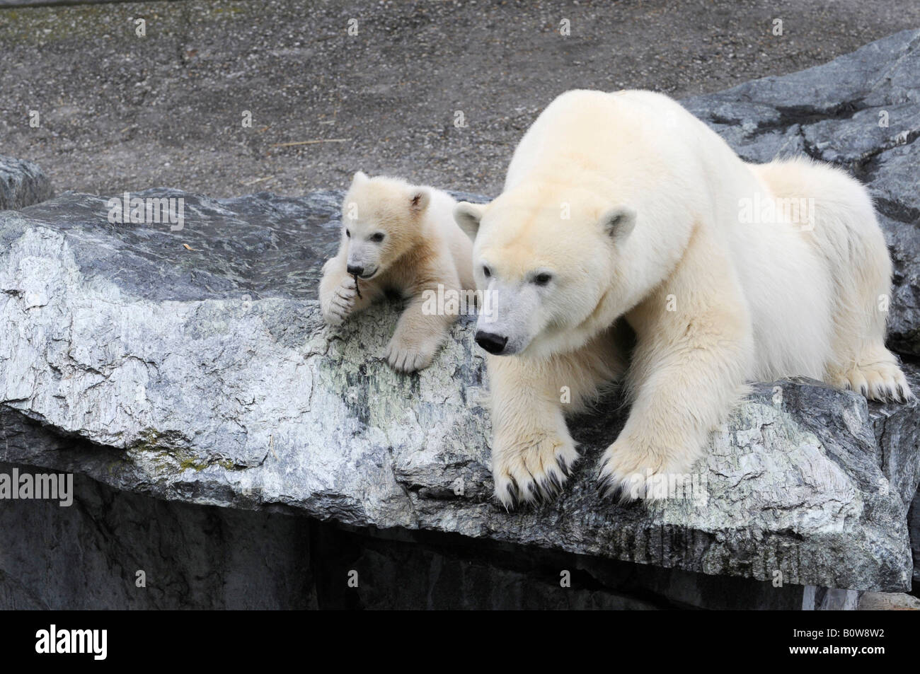 Wilbaer, polar bear cub (Ursus maritimus), giovane, e la sua madre, Tierpark Stuttgart, Stuttgart Zoo, Germania, Europa Foto Stock