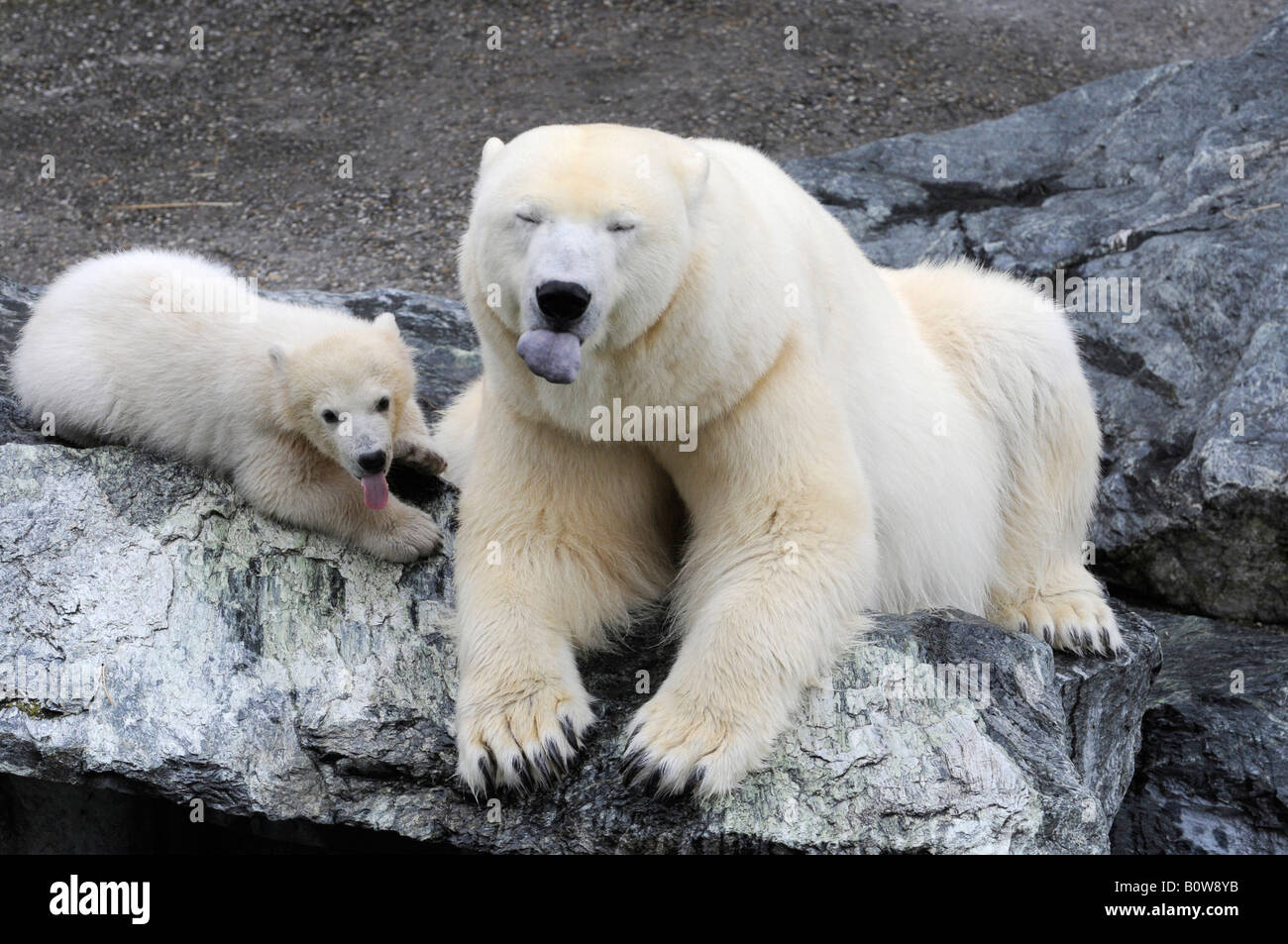 Wilbaer, polar bear cub (Ursus maritimus) e sua madre Tierpark Stuttgart, Stuttgart Zoo, Germania, Europa Foto Stock