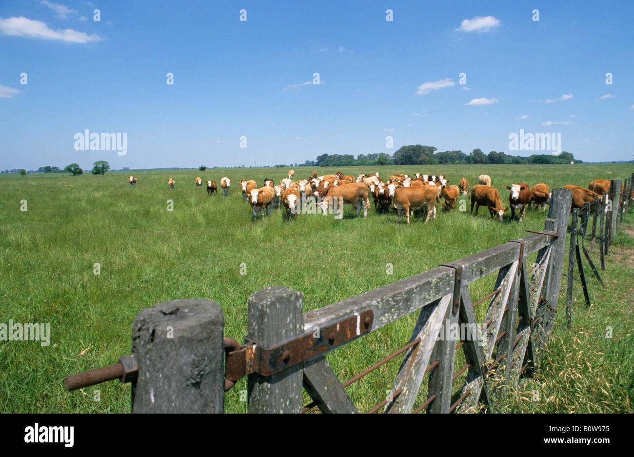 Il pascolo di bestiame su un pascolo vicino a San Antonio de Areco, Provincia di Buenos Aires, Argentina Foto Stock