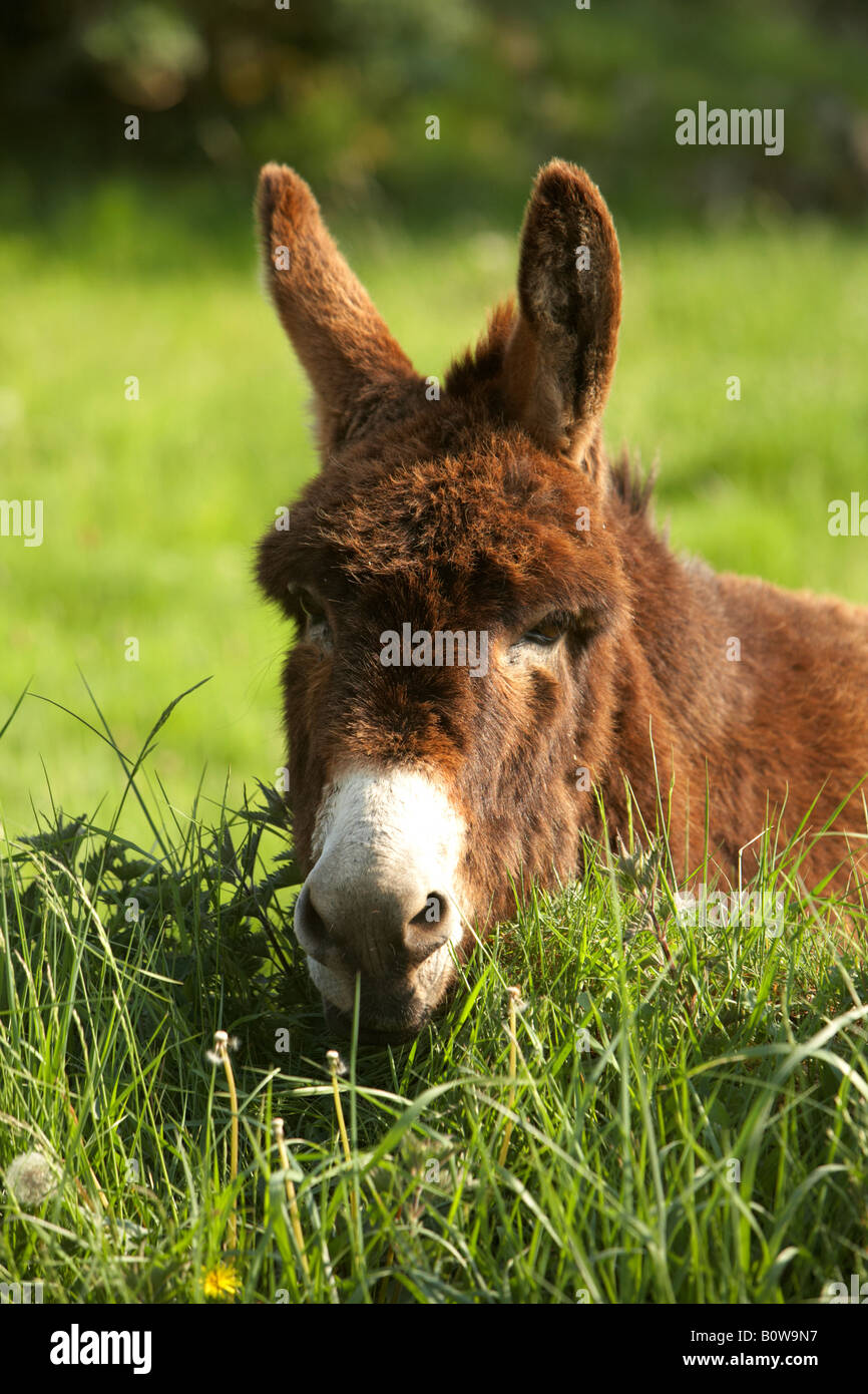 Unico asino marrone in un campo nella contea di Sligo, Repubblica di Irlanda Foto Stock