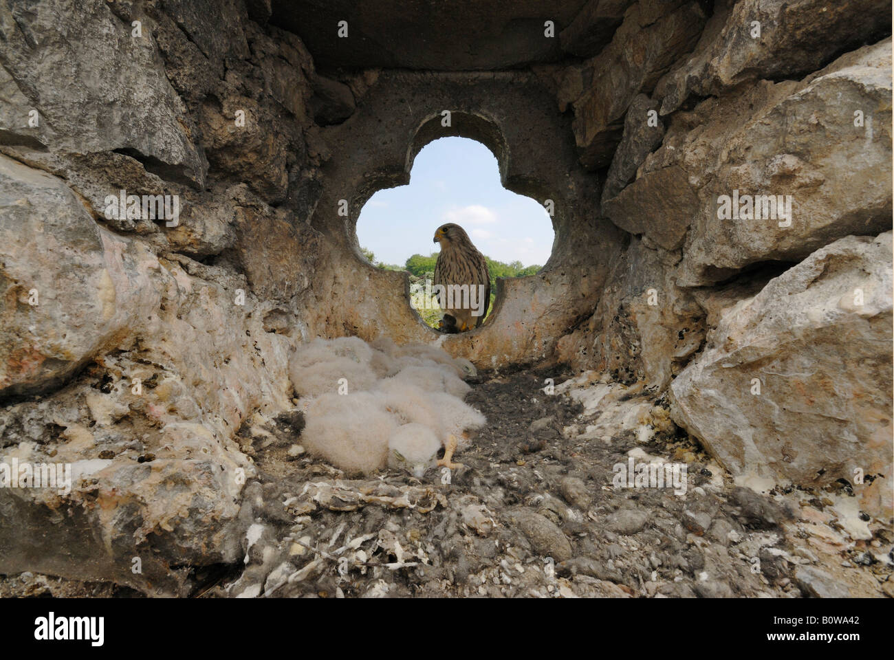 Comune di gheppio (Falco tinnunculus), madre all'ingresso per il suo nido in una chiesa steeple portando in preda alle sue sei pulcini Foto Stock