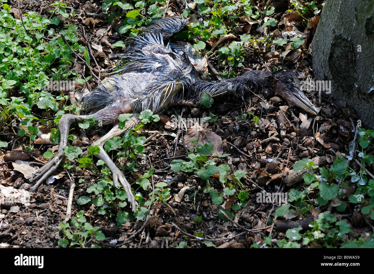 Morto giovane airone cinerino (Ardea cinerea), caduto dal suo nido Foto Stock