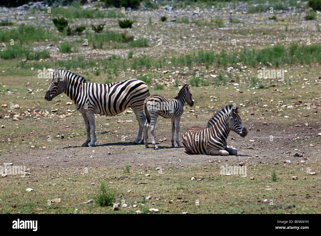 Zebra tre nel sud del Texas wildlife preservare. Madre, adolescenti e giovani. Foto Stock