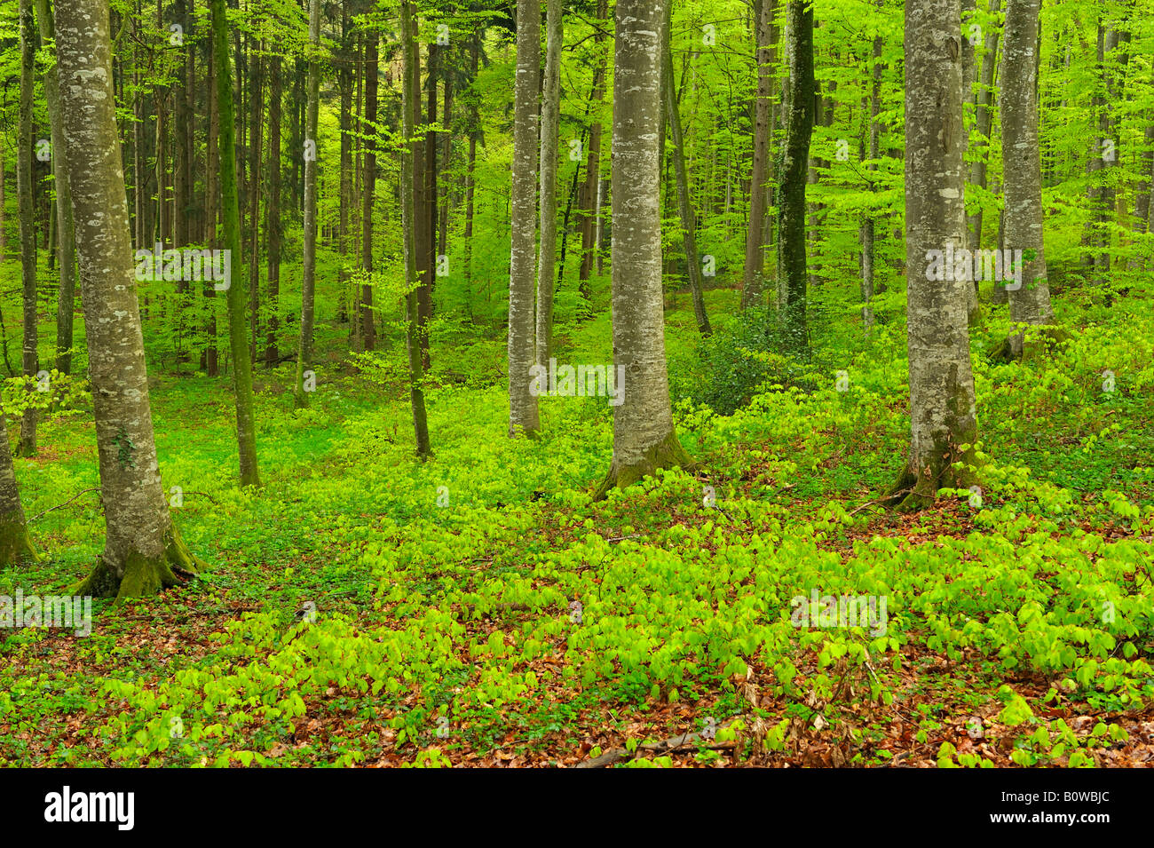 Il faggio (Fagus) foresta in primavera, nuova crescita in foglia Foto Stock