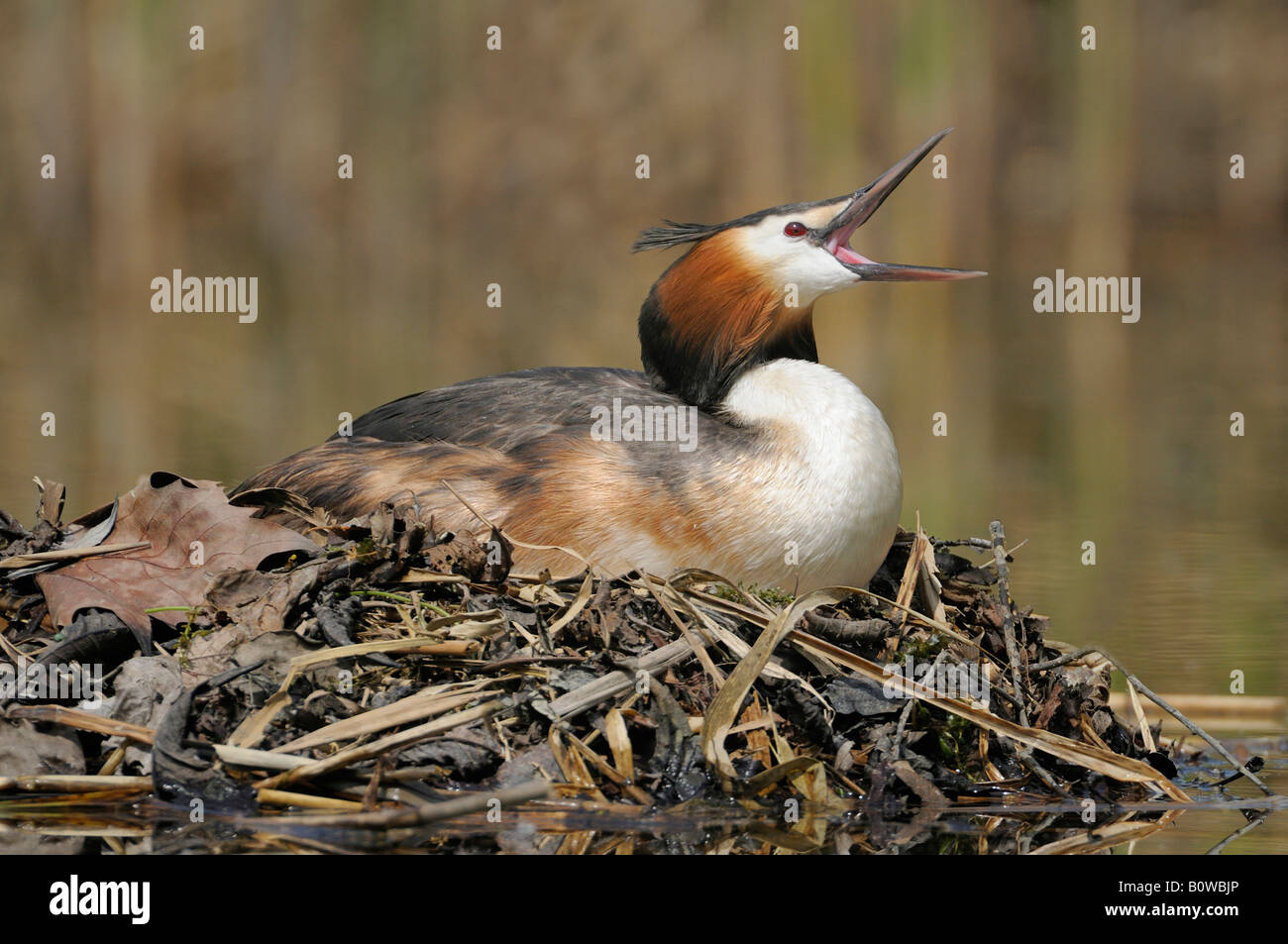 Svasso maggiore (Podiceps cristatus) meditabondo, seduto sul suo nido Foto Stock