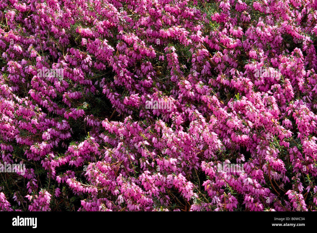 Fioritura Inverno Heath (Erica carnea), marzo piantina cultivar Foto Stock