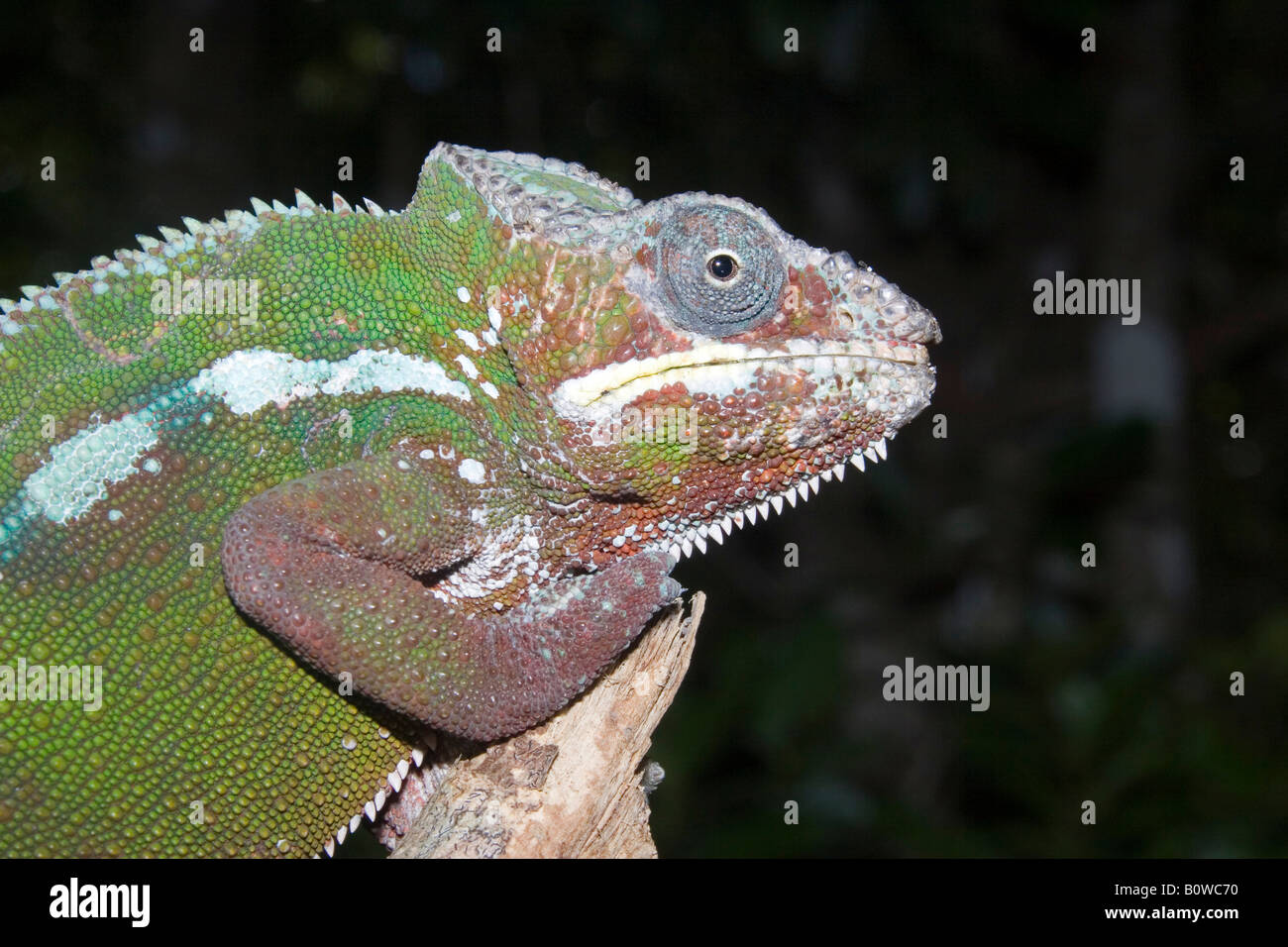 Maschio di Panther Chameleon (Furcifer pardalis), Madagascar, Africa Foto Stock