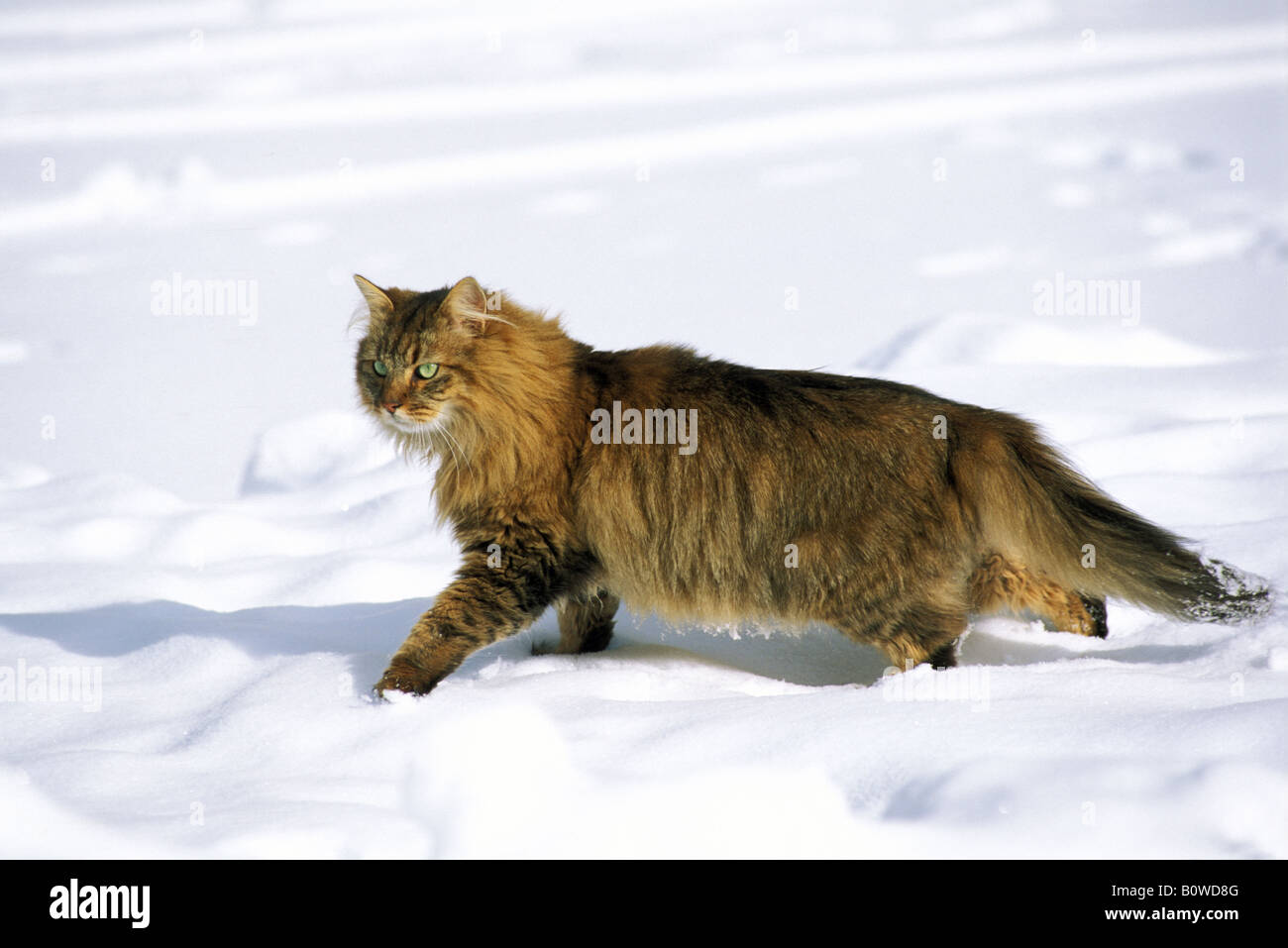 Il gatto domestico, European Shorthair (Felis silvestris felis catus) a piedi attraverso la neve Foto Stock