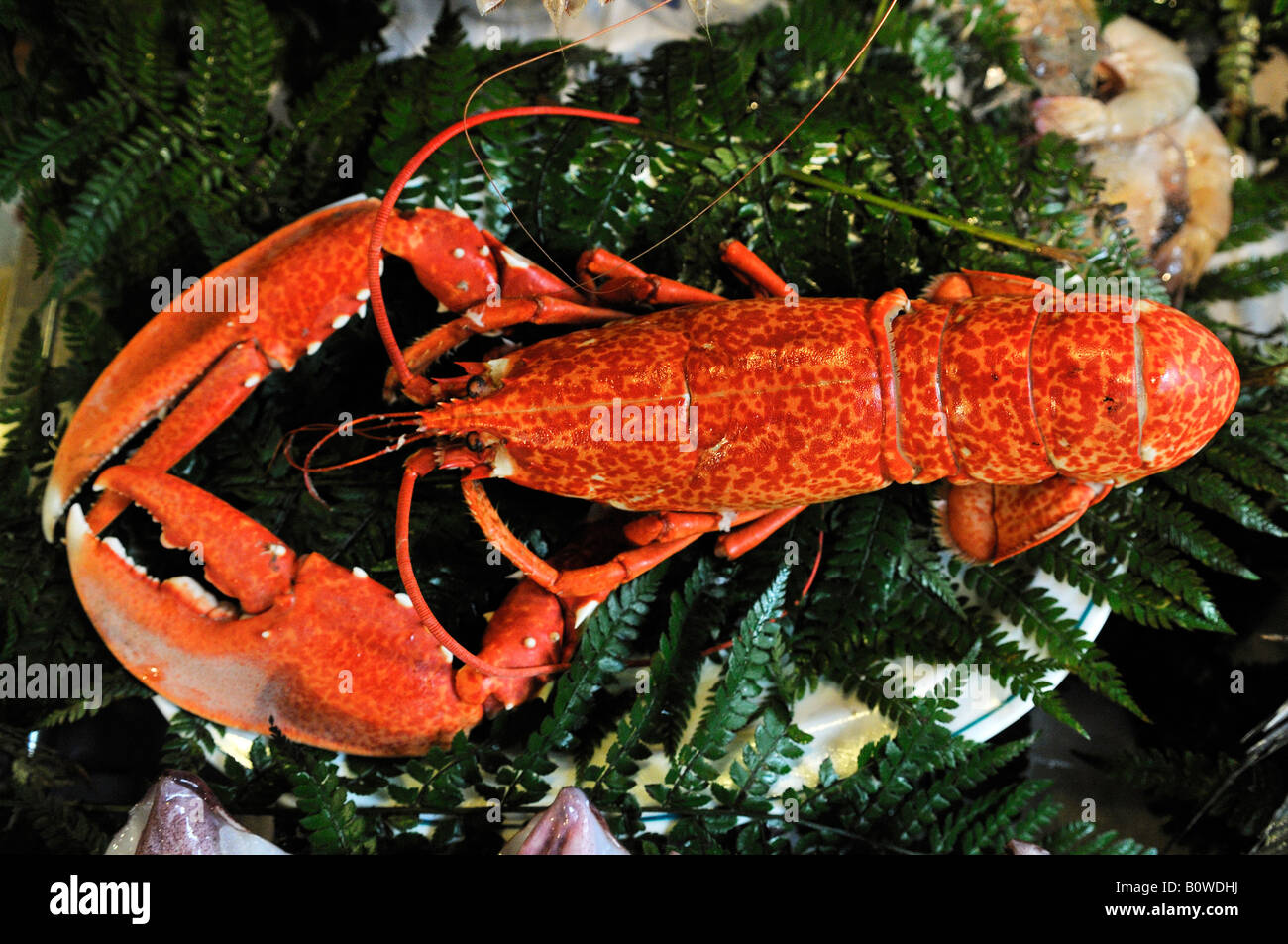 Lobster venduti al mercato del pesce ad Istanbul in Turchia Foto Stock