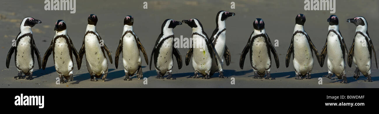 Africa, - Nero-footed o i pinguini Jackass (Spheniscus demersus), Boulder Beach, Simonstown, Sud Africa Foto Stock