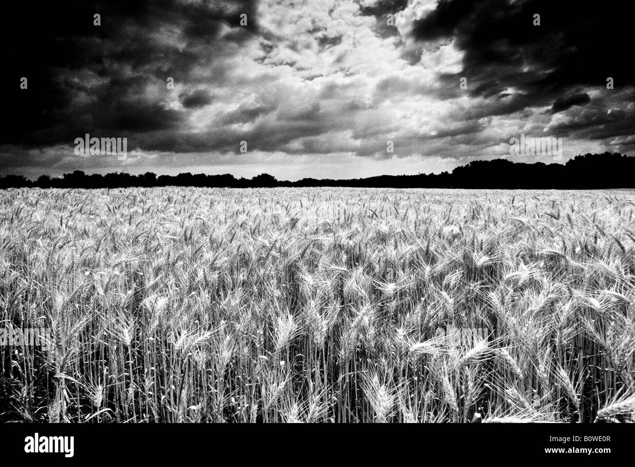 Campo di grano maturo per il raccolto, campo di grano, drammatica nuvole, thunderclouds, manipolato, girato in bianco e nero Foto Stock