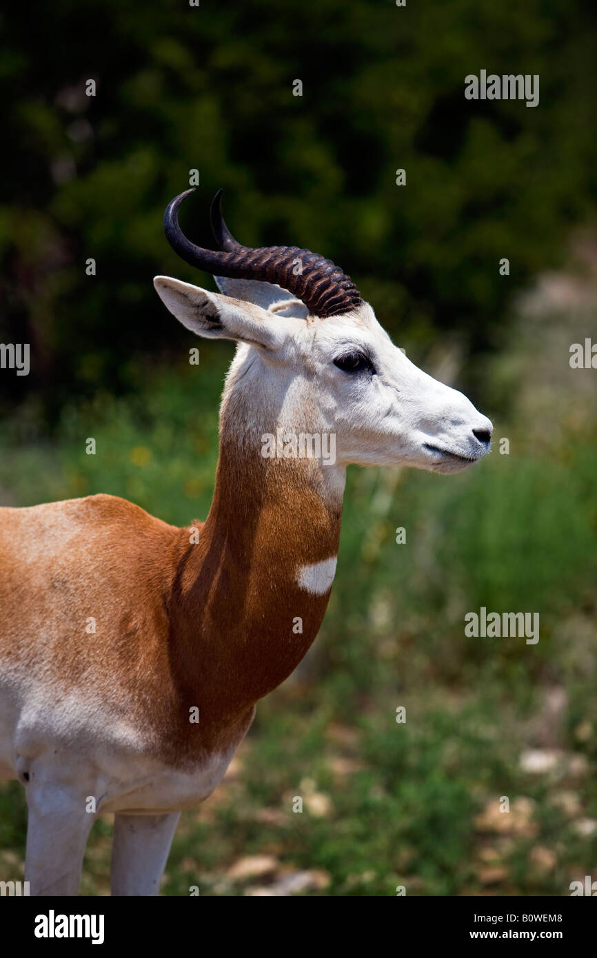 Dama gazzella vicino nel sud del Texas. Africana di specie in via di estinzione. Foto Stock