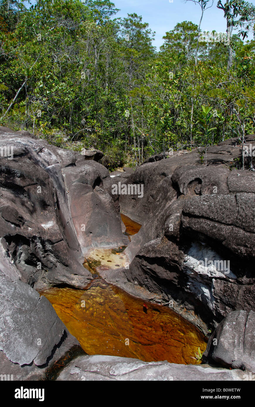 Piccole piscine di roccia nella foresta pluviale tropicale, Bako National Park, Sarawak, Borneo, Malaysia, sud-est asiatico Foto Stock