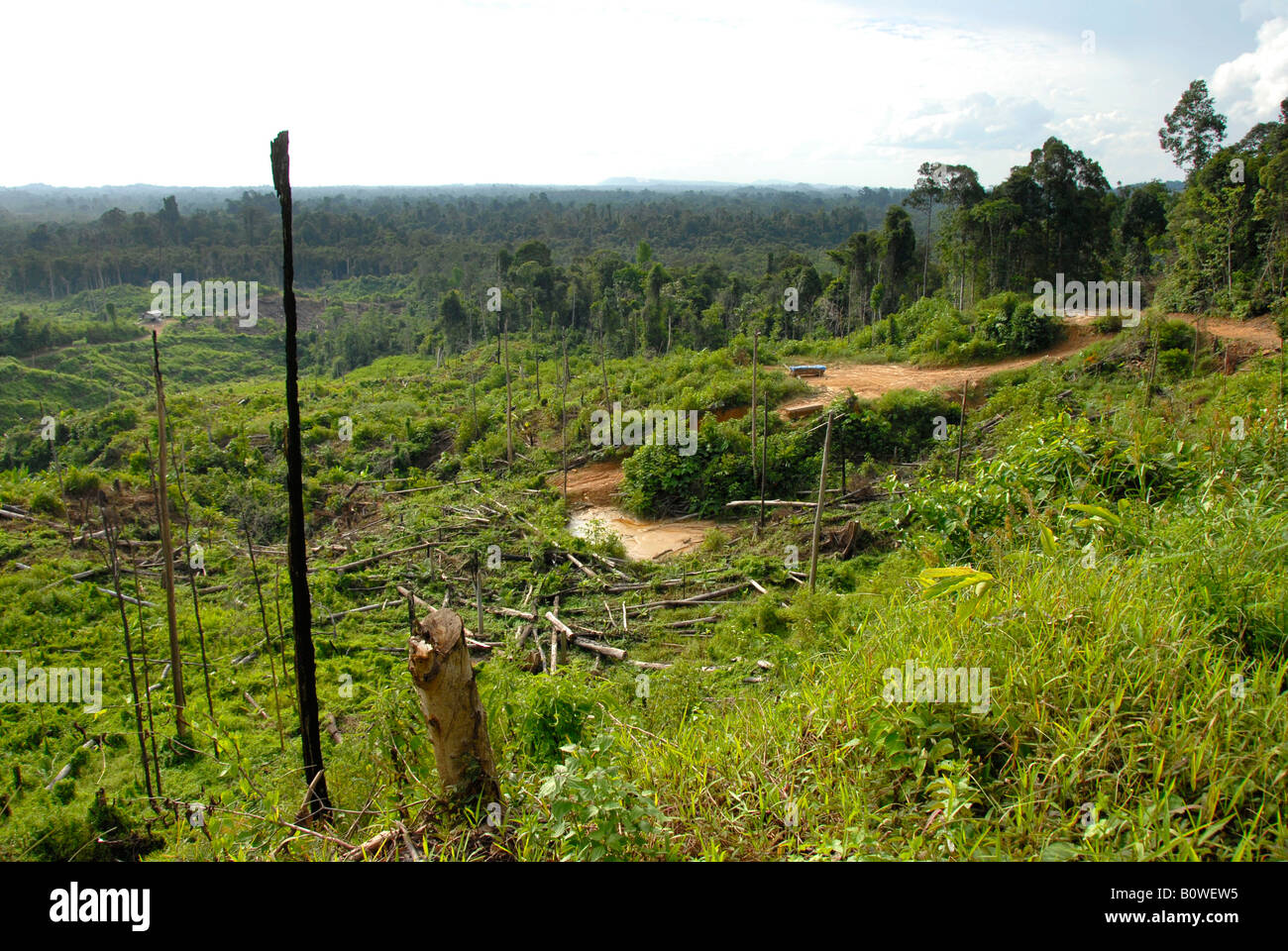 La deforestazione, una chiara definizione della foresta pluviale tropicale vicino a Miri Sarawak, Borneo, Malaysia, sud-est asiatico Foto Stock