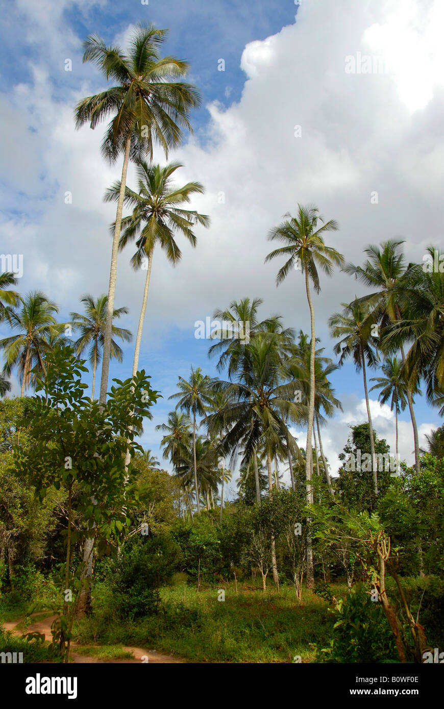 Palme da cocco (Cocos nucifera) cresce in una fattoria di spezie di Zanzibar, Tanzania Africa Foto Stock