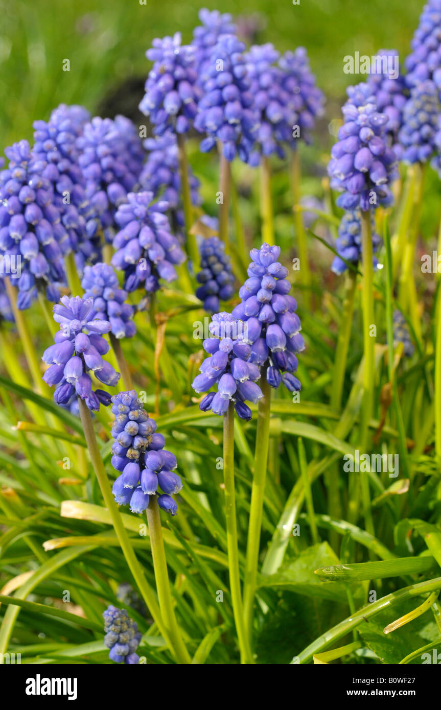 Uva giacinti (Muscari) Foto Stock