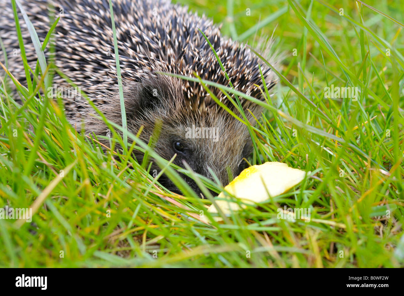 West European riccio (Erinaceus europaeus) nasconde in erba Foto Stock