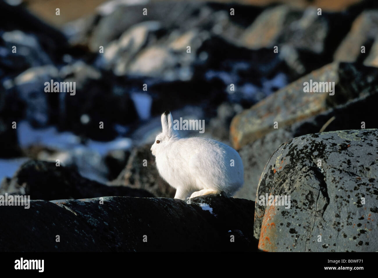 Arctic lepre (Lepus arcticus) nascondere, neve, Churchill, Manitoba, Canada, America del Nord Foto Stock