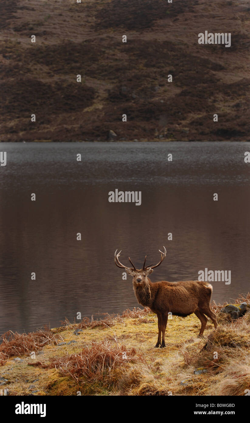 Red Deer cervo (Cervus elaphus) nel selvaggio Highlands scozzesi Foto Stock