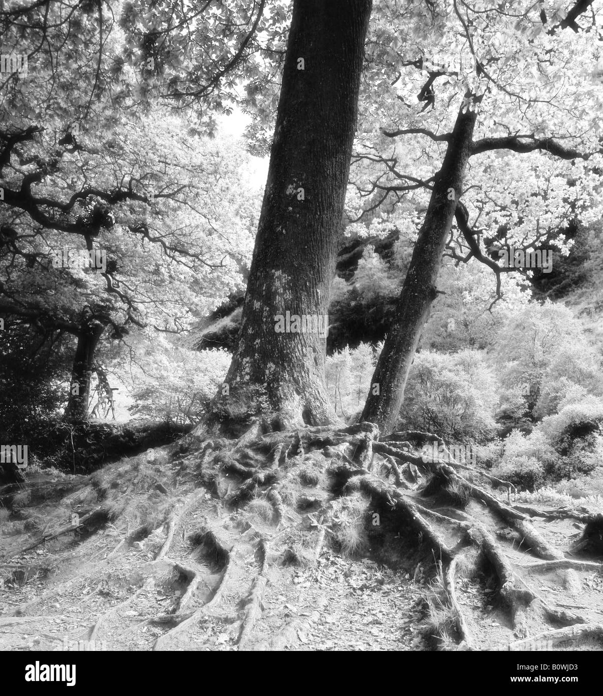 Radici di albero in bianco e nero Foto Stock